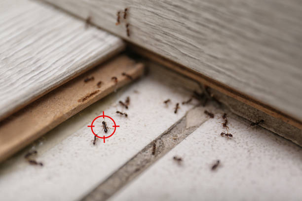 Bird Control in Lakewood, SC
